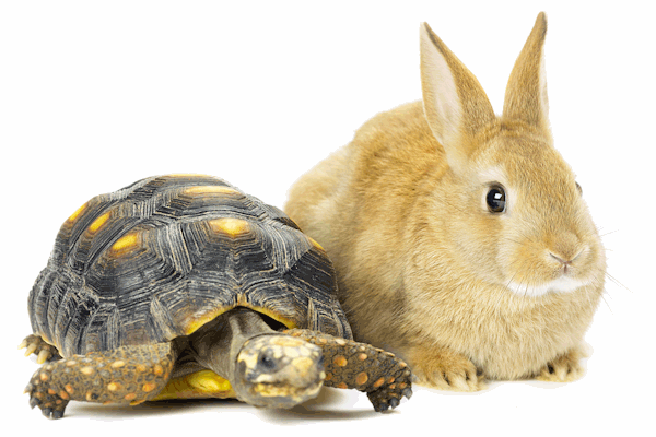 tortoise and hare