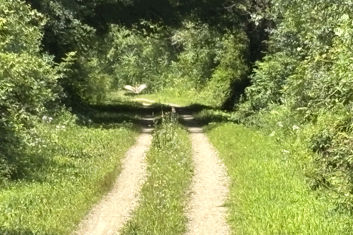 Glacial-Drumlin Trail