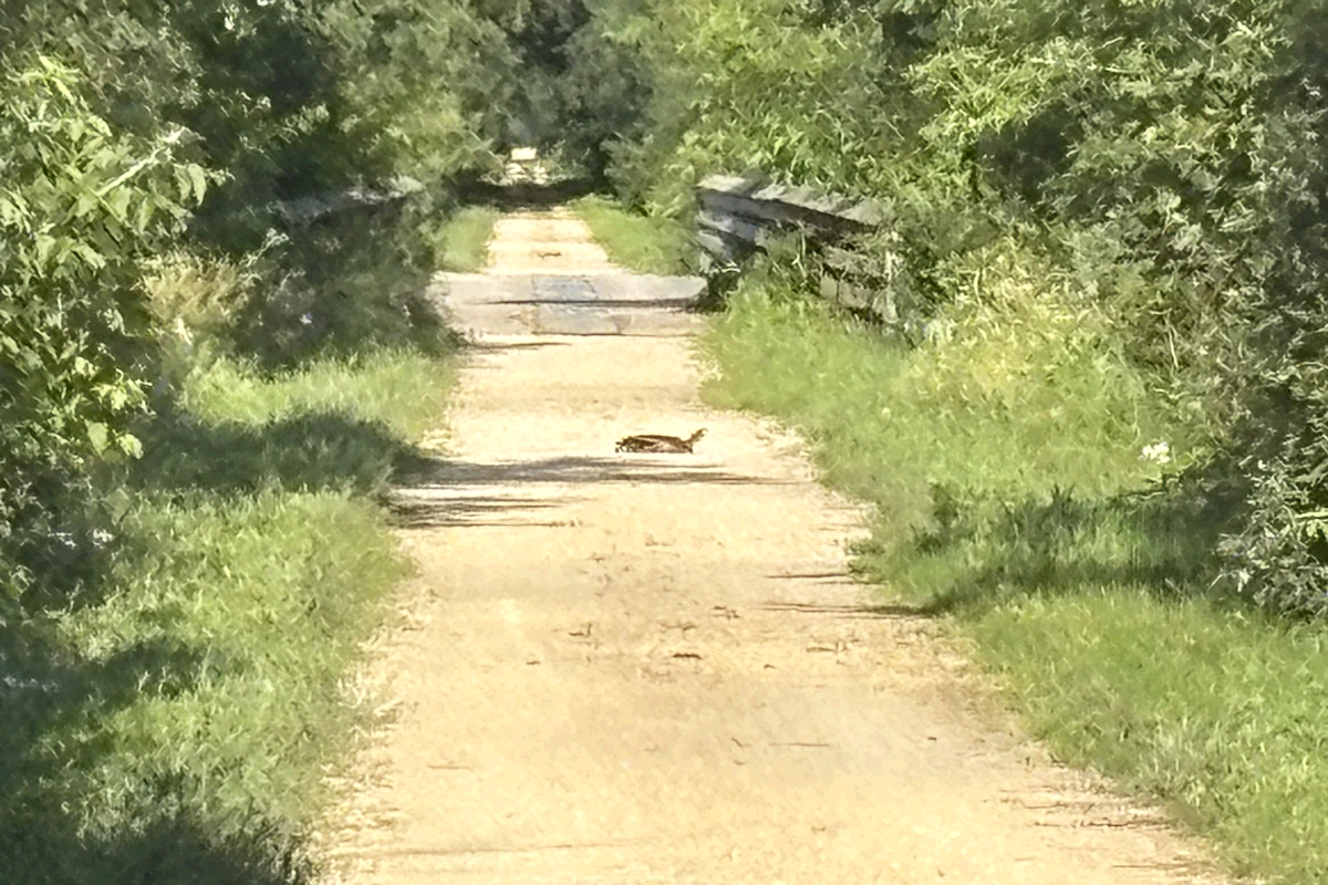Glacial-Drumlin Trail
