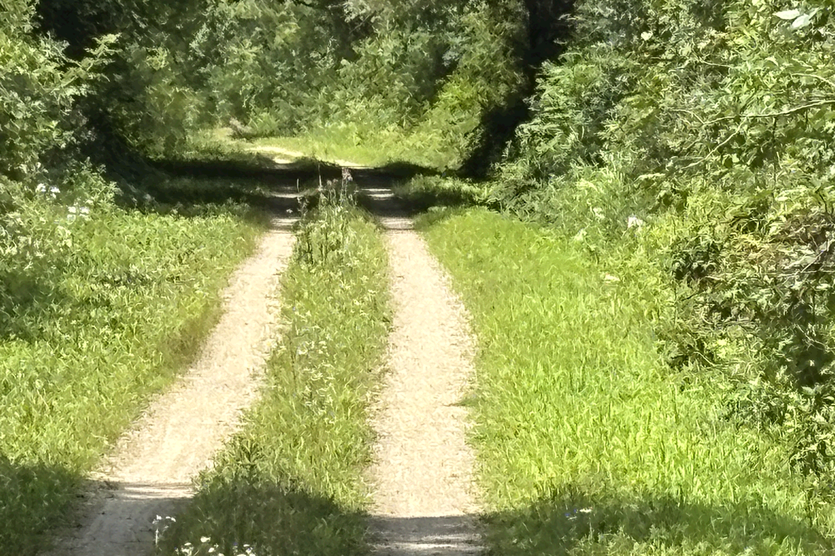 Glacial-Drumlin Trail