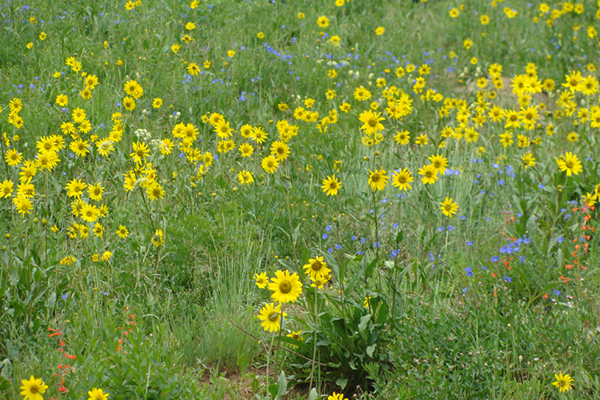 Oh Be Joyful Trail