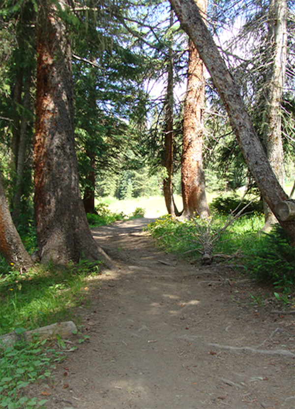 a path through trees that leads to a sunny opening